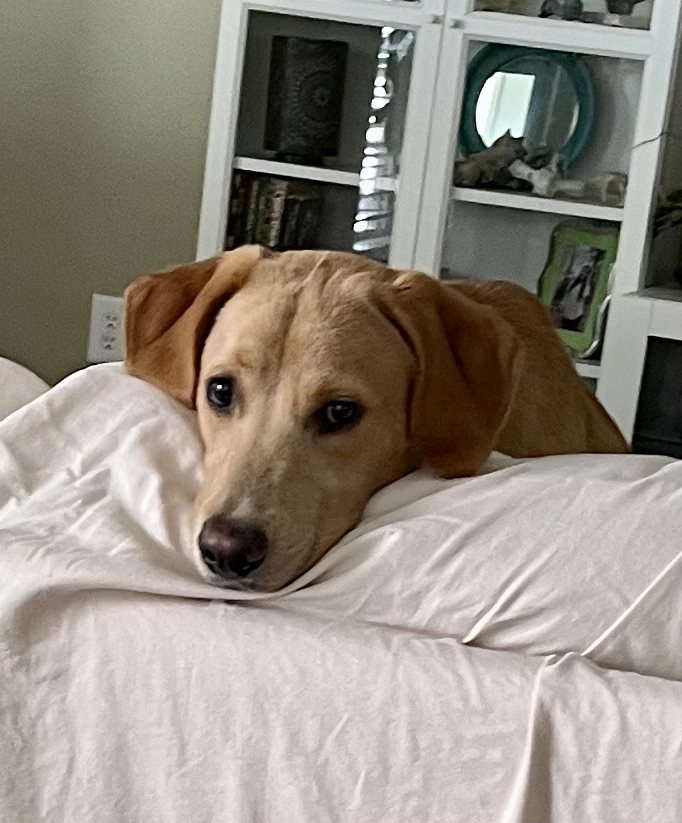 A tan dog resting its chin on a bed, looking at the camera