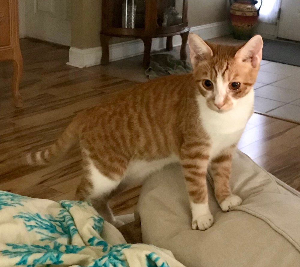 An orange and white kitten standing on a cushion